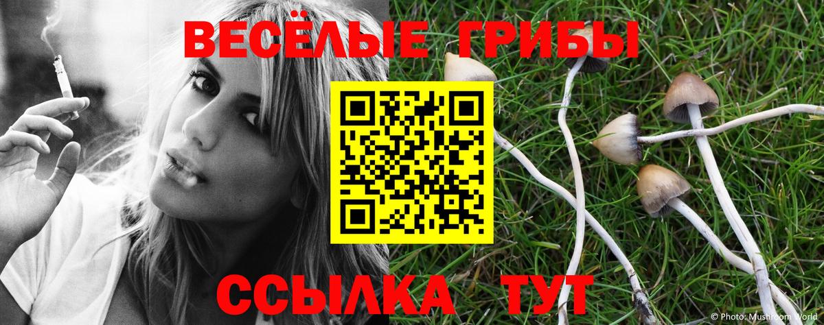 купить наркотики цена  Псилоцибиновые грибы MAGIC MUSHROOMS  Чистополь  Вход с VPN  Псилоцибиновые грибы Cubensis 