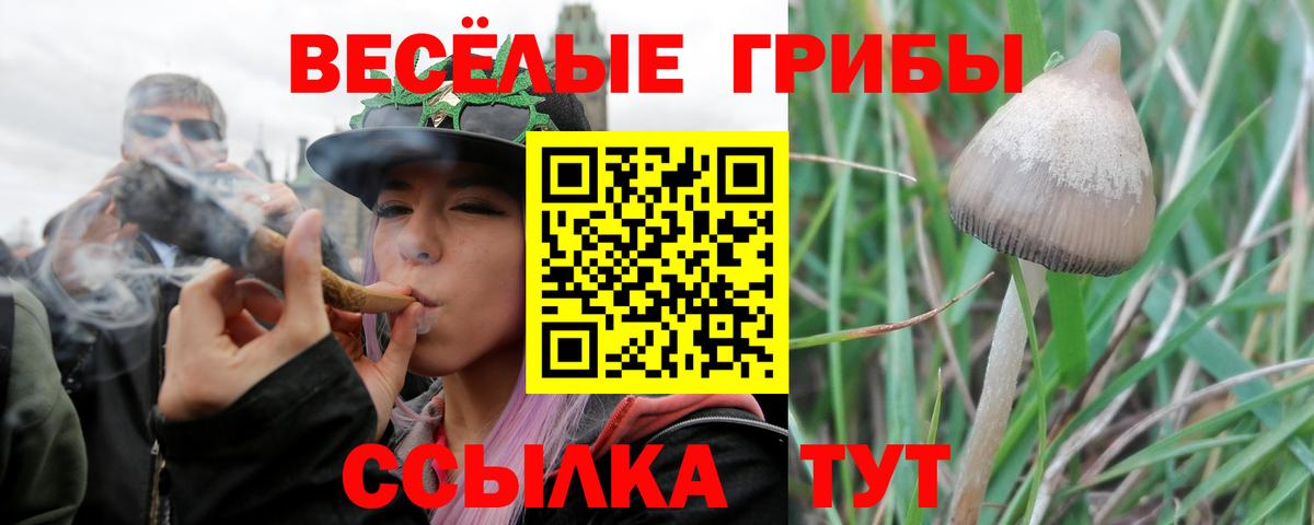 Псилоцибиновые грибы Cubensis Чистополь